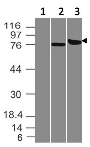 Monoclonal Antibody to Trim29 (Clone: ABM43D2)